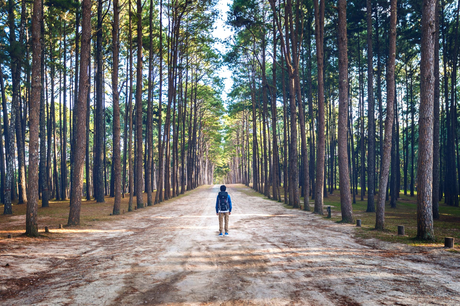 A person with a backpack standing at the start of a long path through a tall pine forest — a reminder that growth begins exactly where you are.